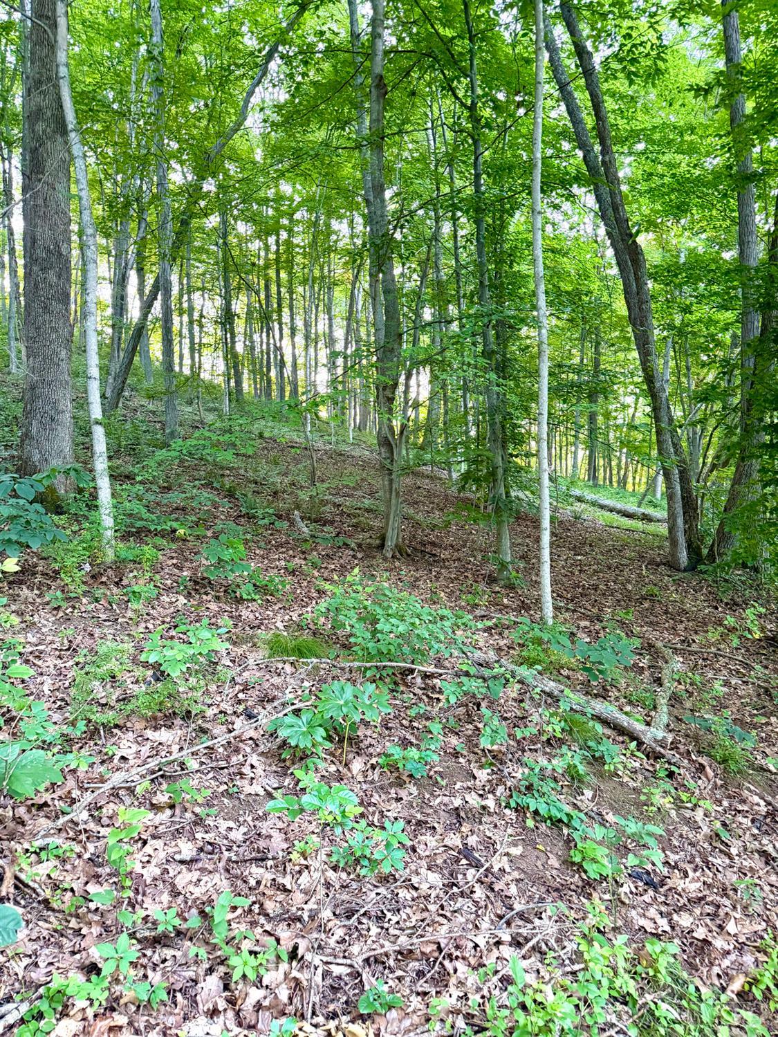 Carrs Run, Jackson Twp, OH, 45613 — photo 11