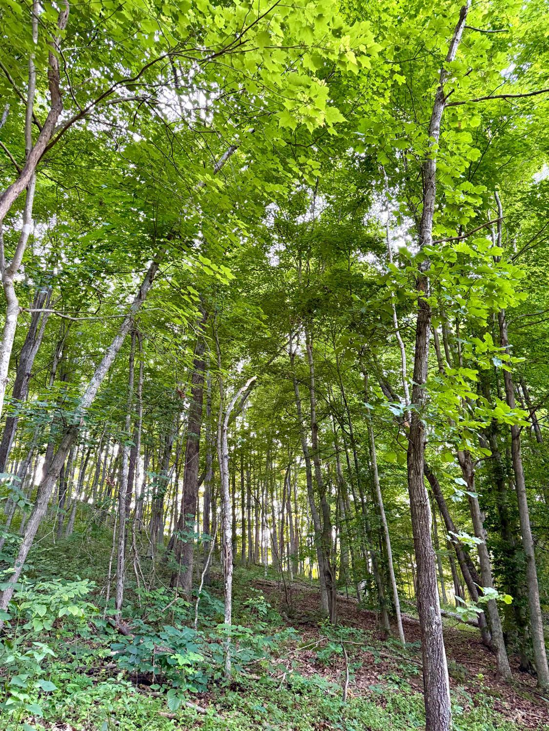 Carrs Run, Jackson Twp, OH, 45613 — photo 9