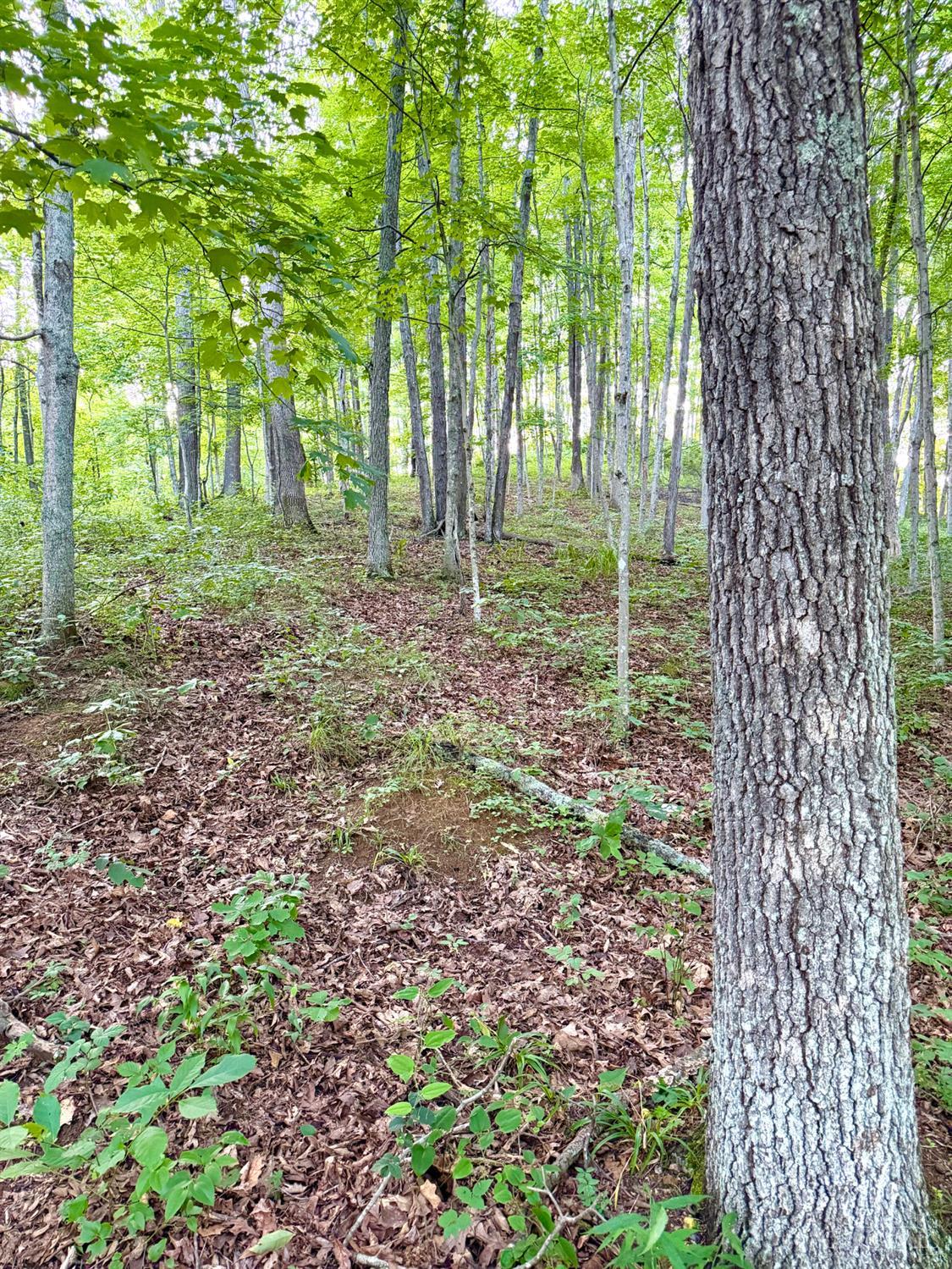 Carrs Run, Jackson Twp, OH, 45613 — photo 3