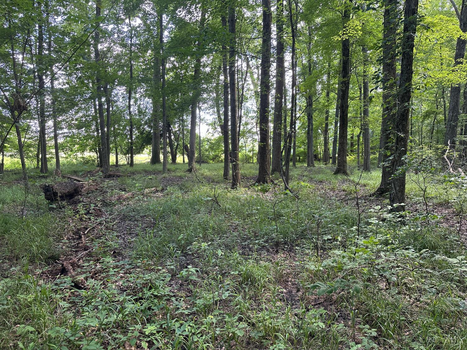 Woodhaven Lane, Goshen Twp, OH, 45122 — photo 10