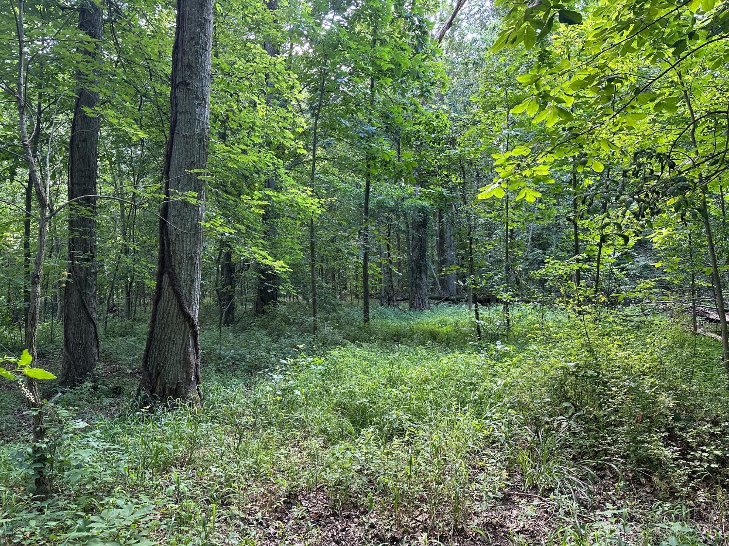 Woodhaven Lane, Goshen Twp, OH, 45122 — photo 11