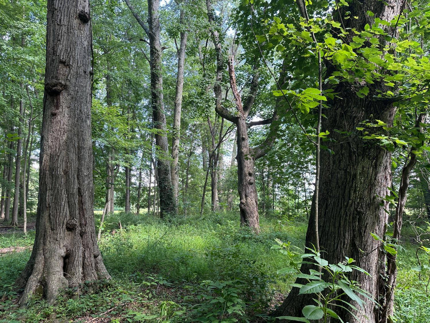 Woodhaven Lane, Goshen Twp, OH, 45122 — photo 13