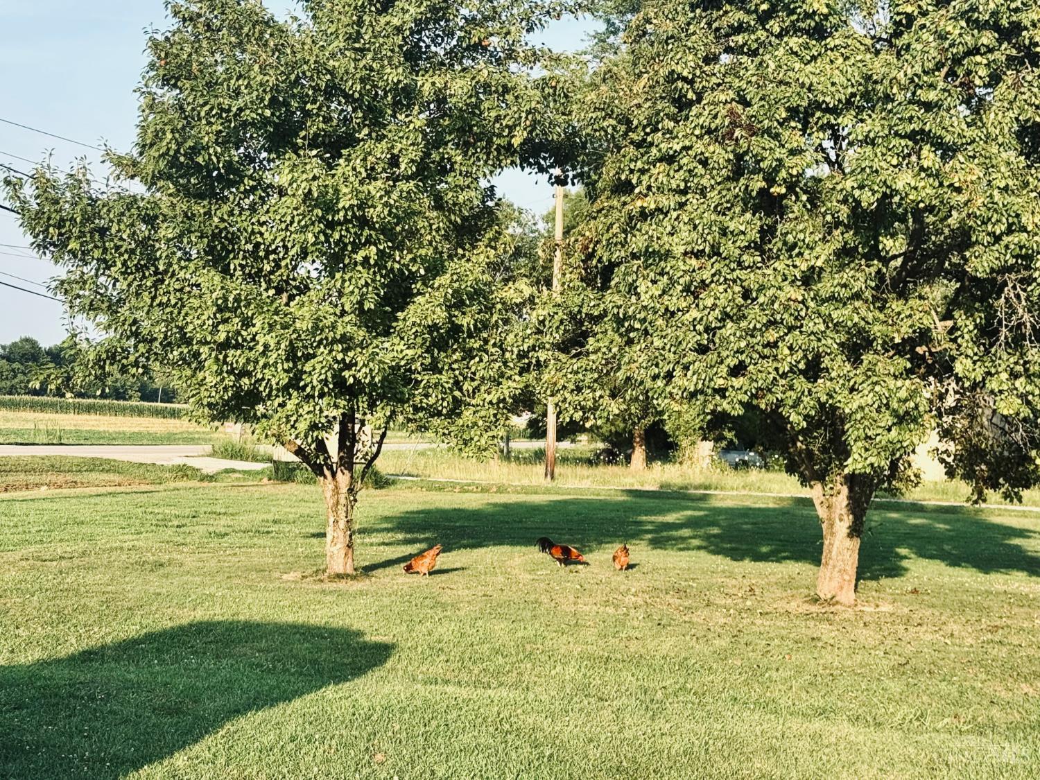 4464 Tri County Highway, Mt Orab, OH, 45154 — photo 9