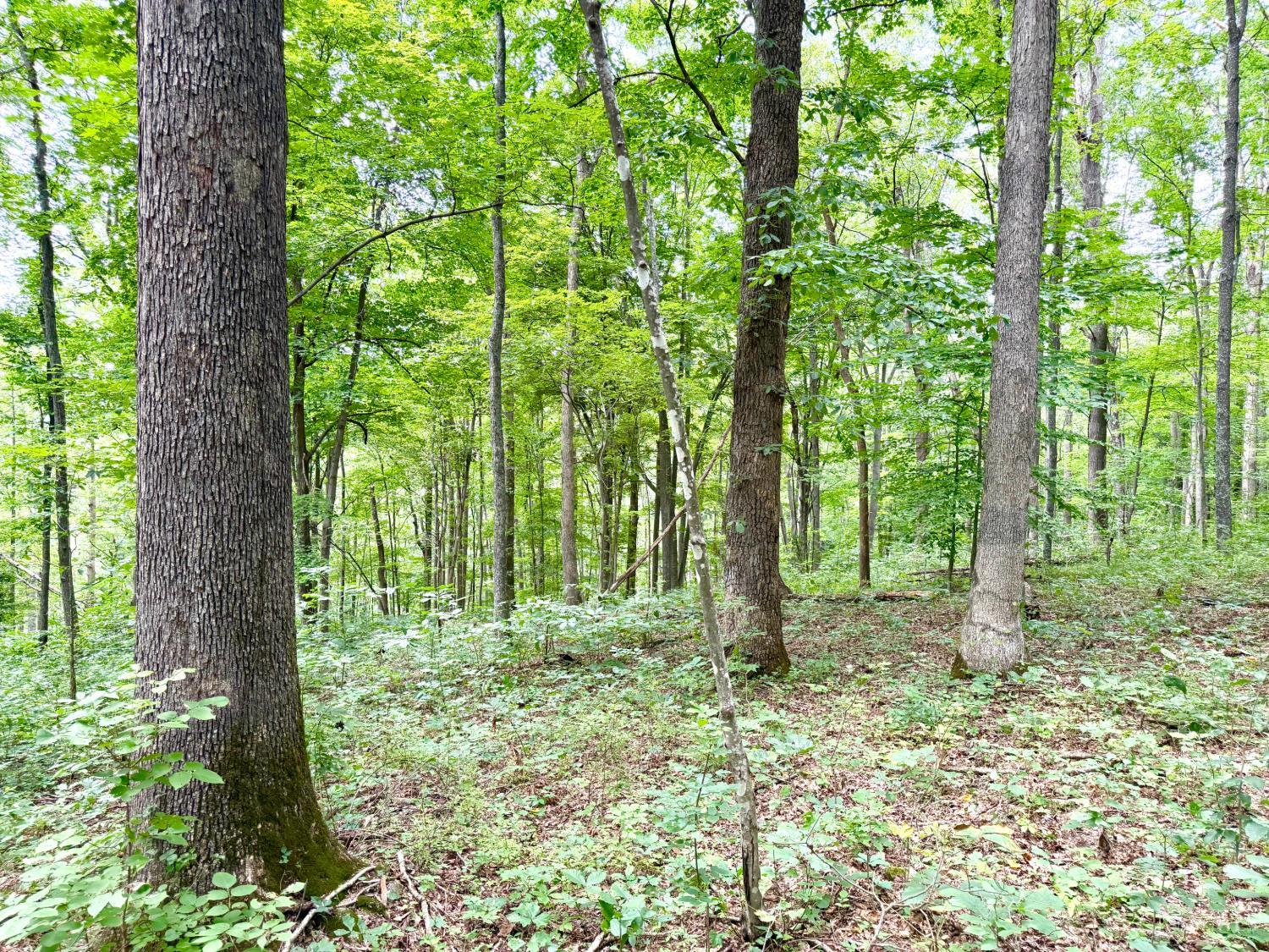 13590 St Rt 73, Franklin Twp, OH, 45660 — photo 47