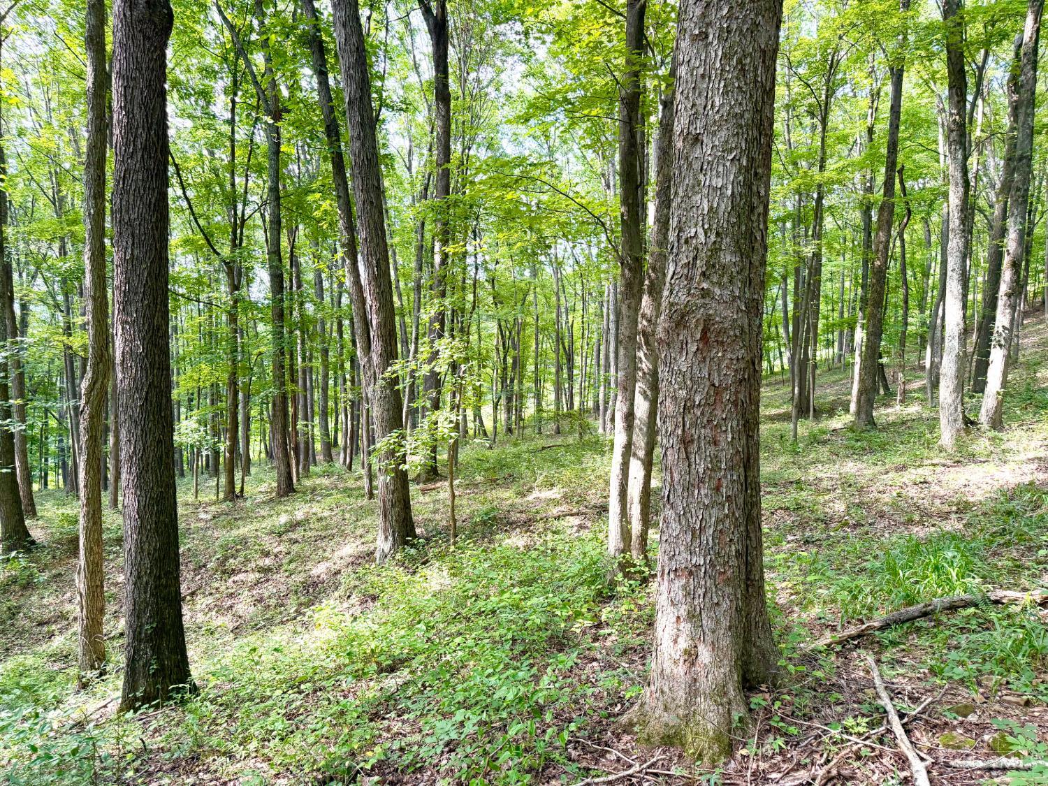13590 St Rt 73, Franklin Twp, OH, 45660 — photo 83