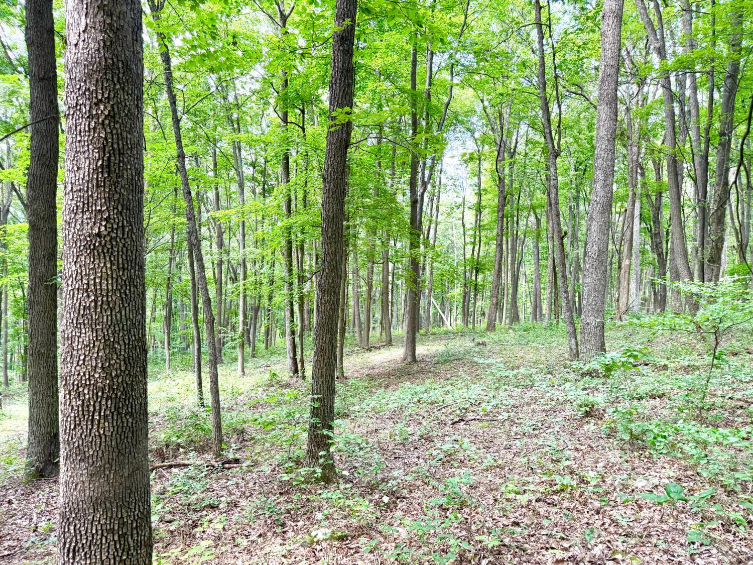 13590 St Rt 73, Franklin Twp, OH, 45660 — photo 56