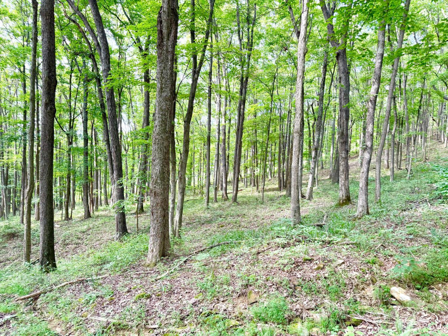 13590 St Rt 73, Franklin Twp, OH, 45660 — photo 82