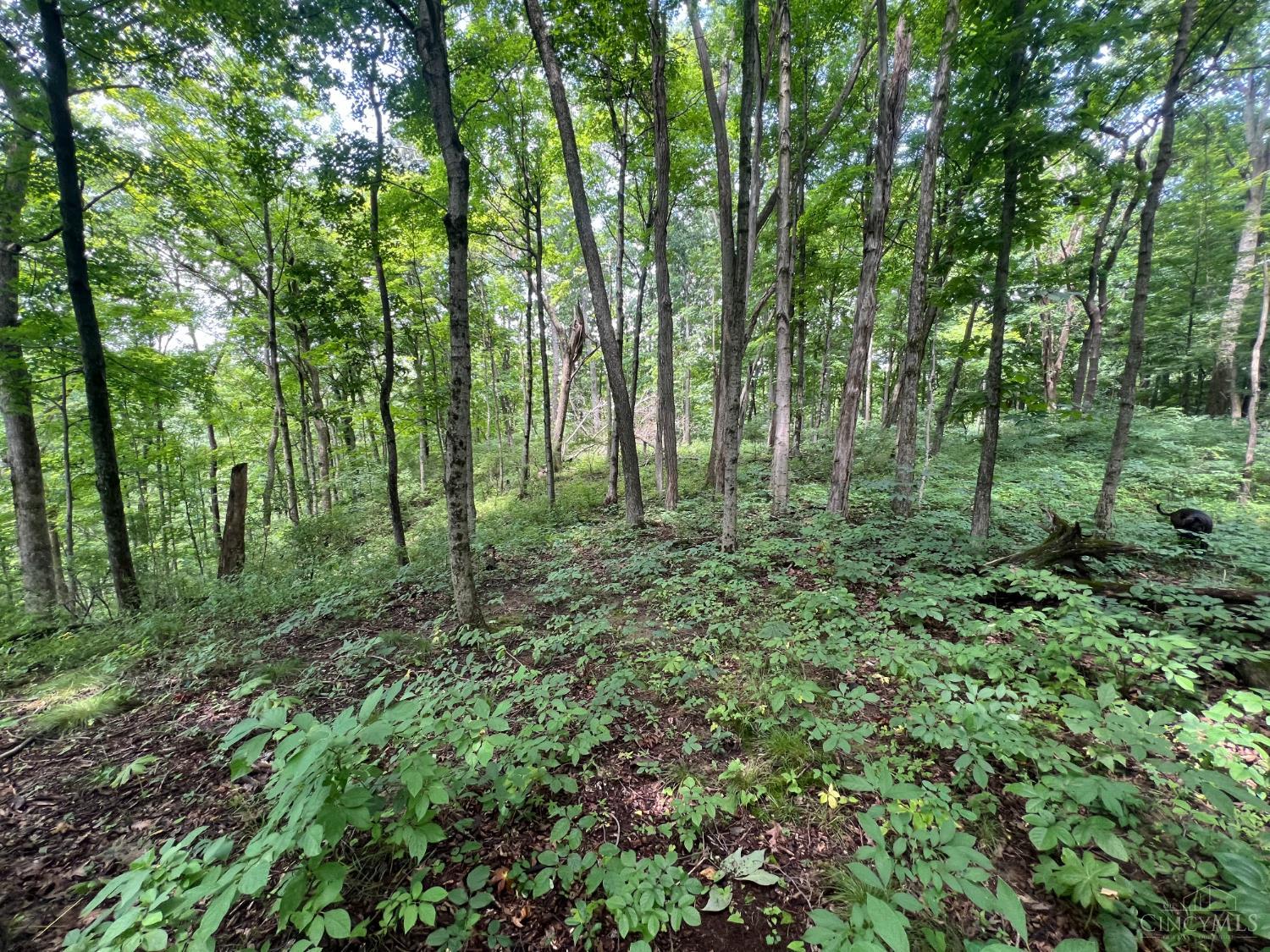 1900 Cruey Lane, Batavia Twp, OH, 45103 — photo 3