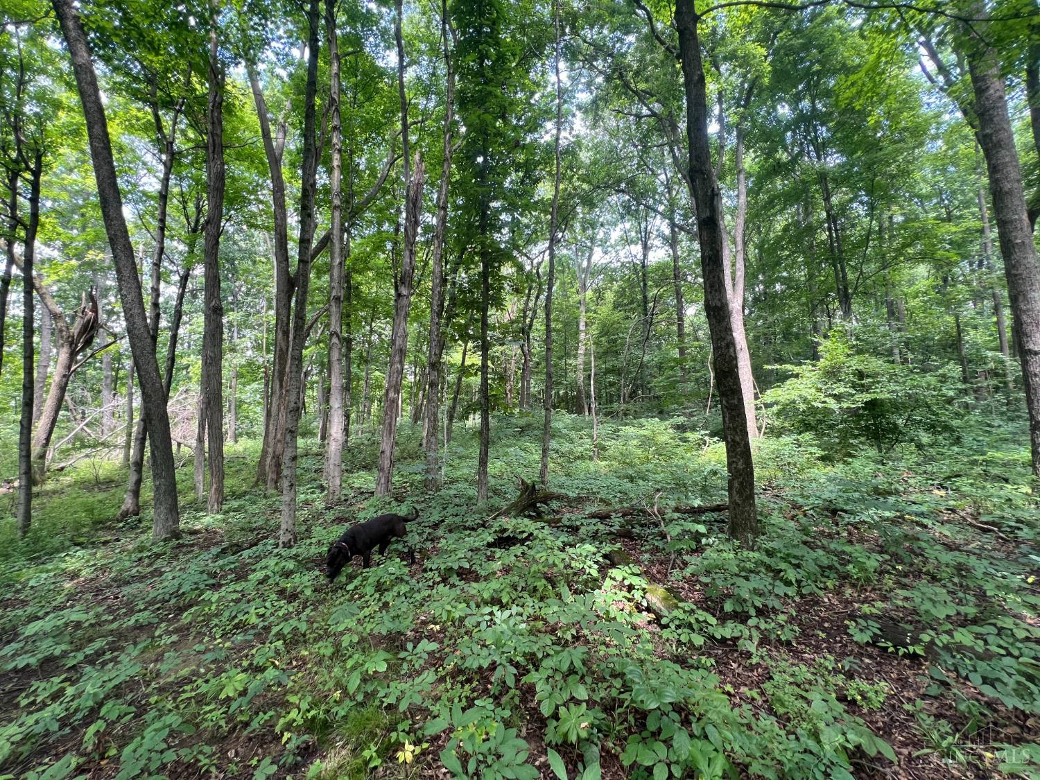 1900 Cruey Lane, Batavia Twp, OH, 45103 — photo 4