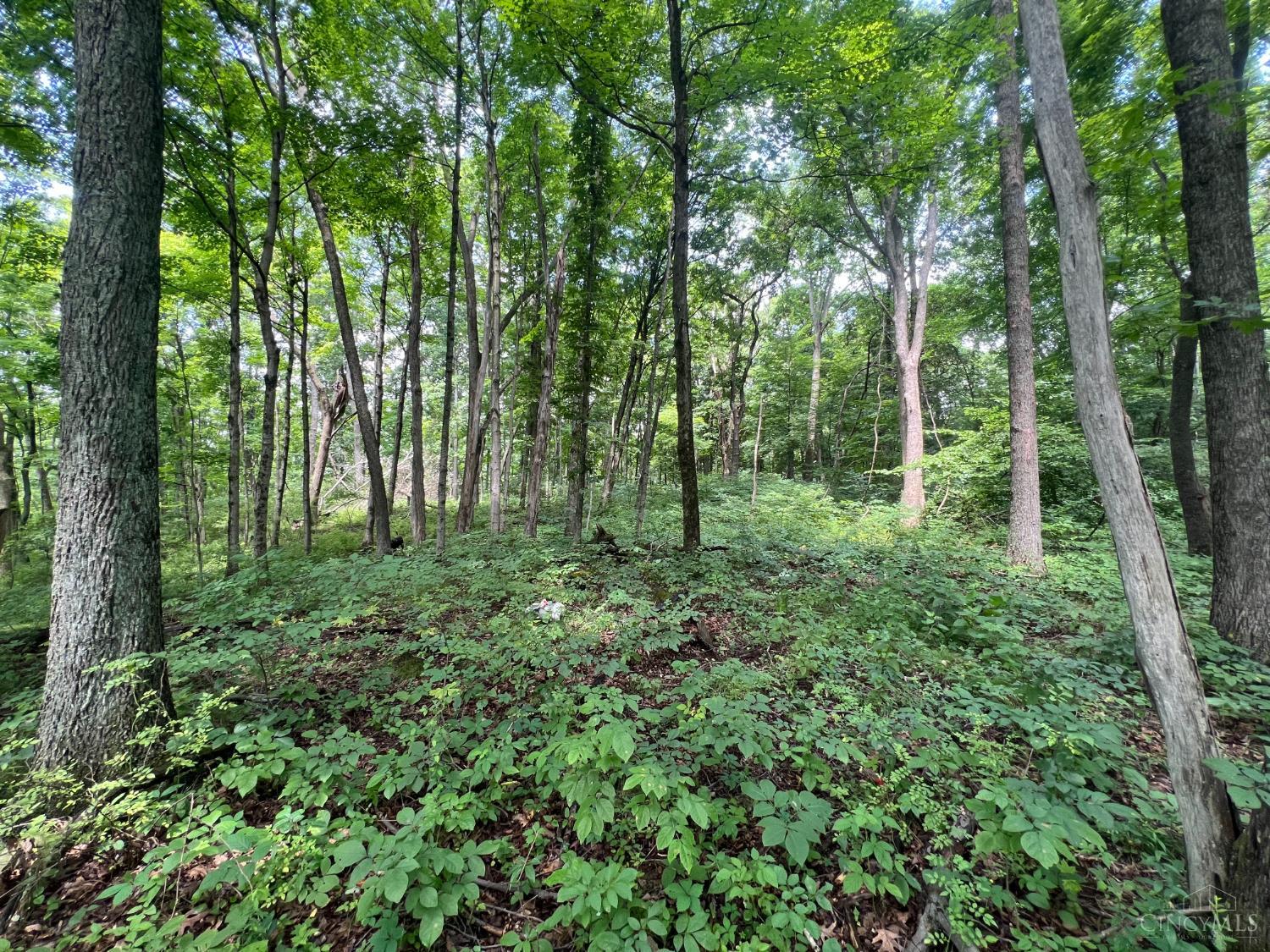 1900 Cruey Lane, Batavia Twp, OH, 45103 — photo 6