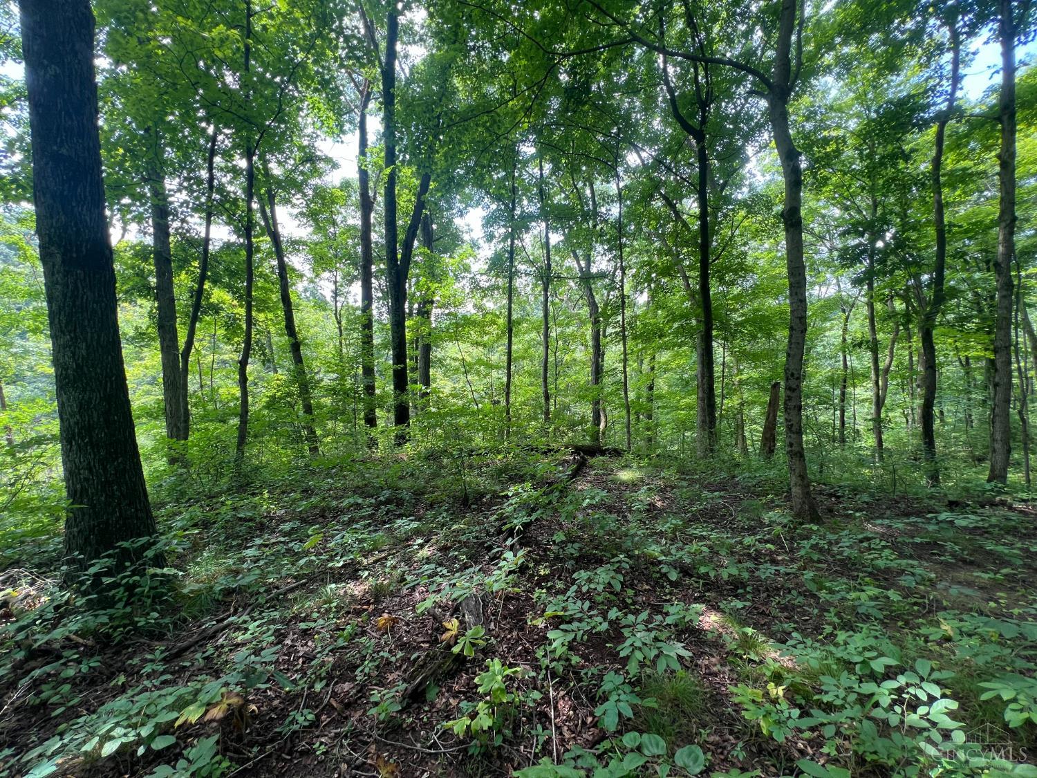 1900 Cruey Lane, Batavia Twp, OH, 45103 — photo 5