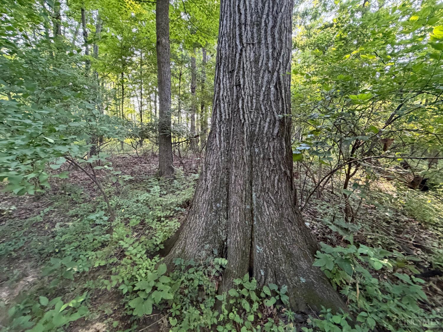 ac Hatt Swank Road, Maineville, OH, 45140 — photo 13