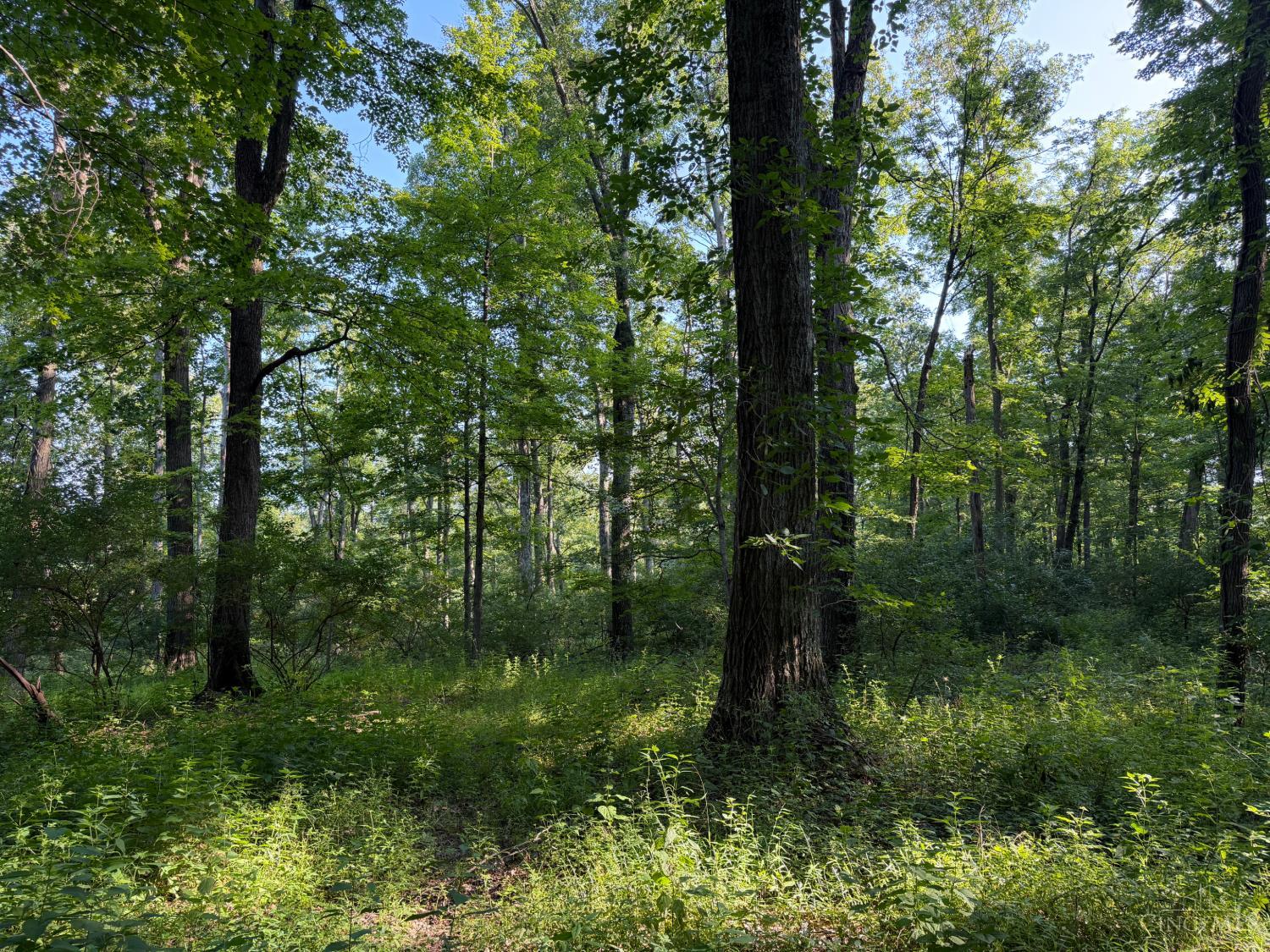 ac Hatt Swank Road, Maineville, OH, 45140 — photo 16