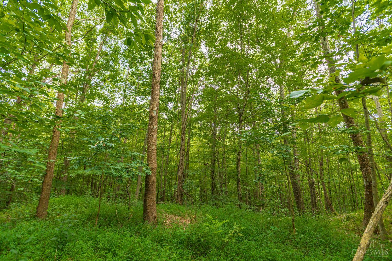 6560 Mt Unger Road, Otway, OH, 45657 — photo 52