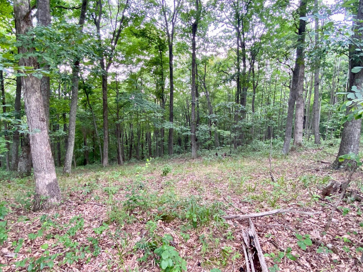 206 Thelma Lane, Blue Creek, OH, 45616 — photo 26