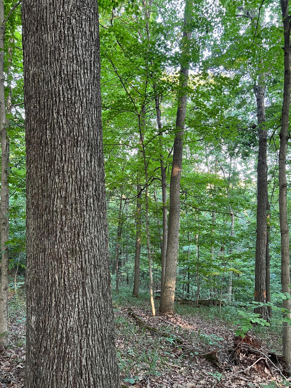 Tabernacle Road, Scioto Twp, OH, 45601 — photo 11