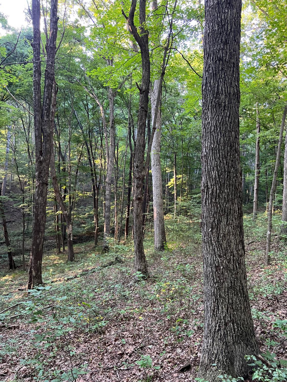 Tabernacle Road, Scioto Twp, OH, 45601 — photo 7