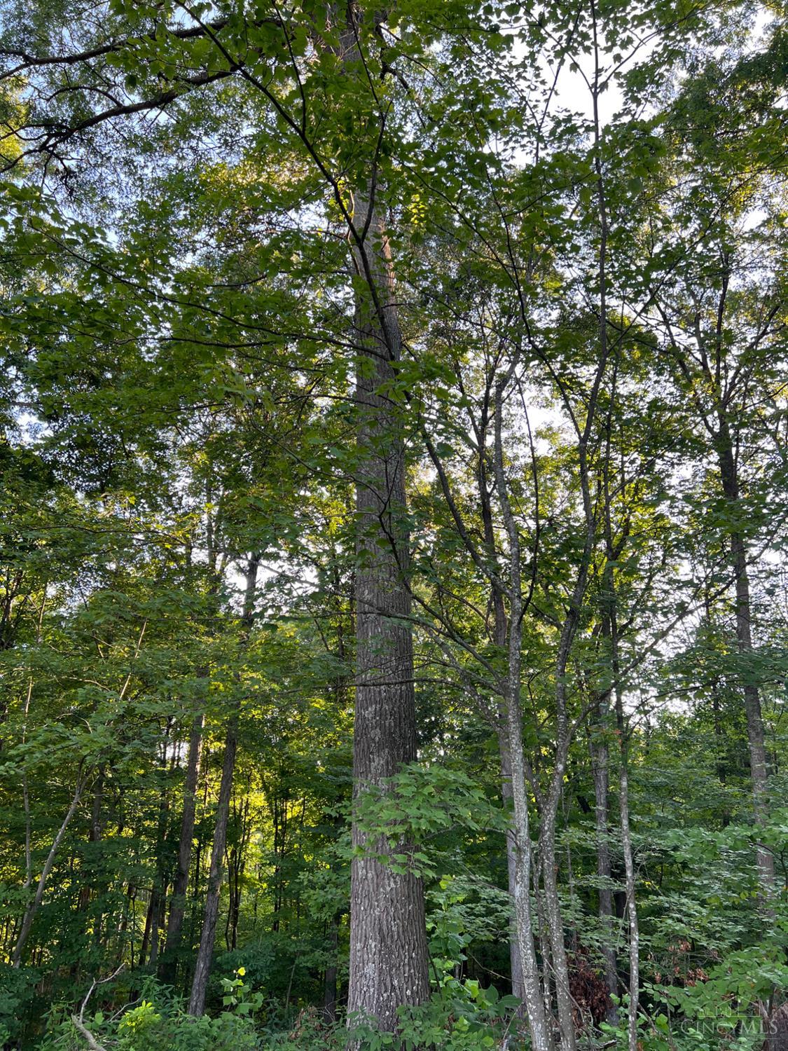 Tabernacle Road, Scioto Twp, OH, 45601 — photo 22