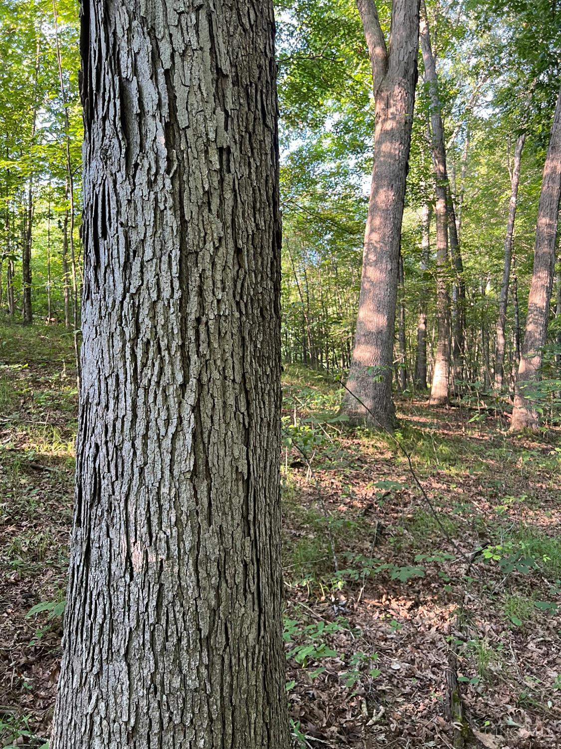 Tabernacle Road, Scioto Twp, OH, 45601 — photo 32