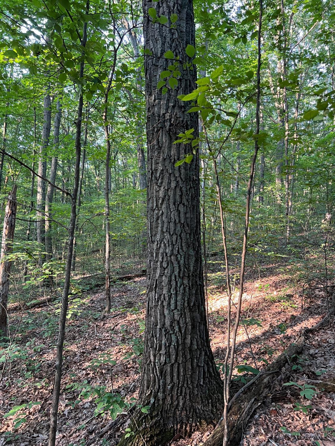 Tabernacle Road, Scioto Twp, OH, 45601 — photo 44