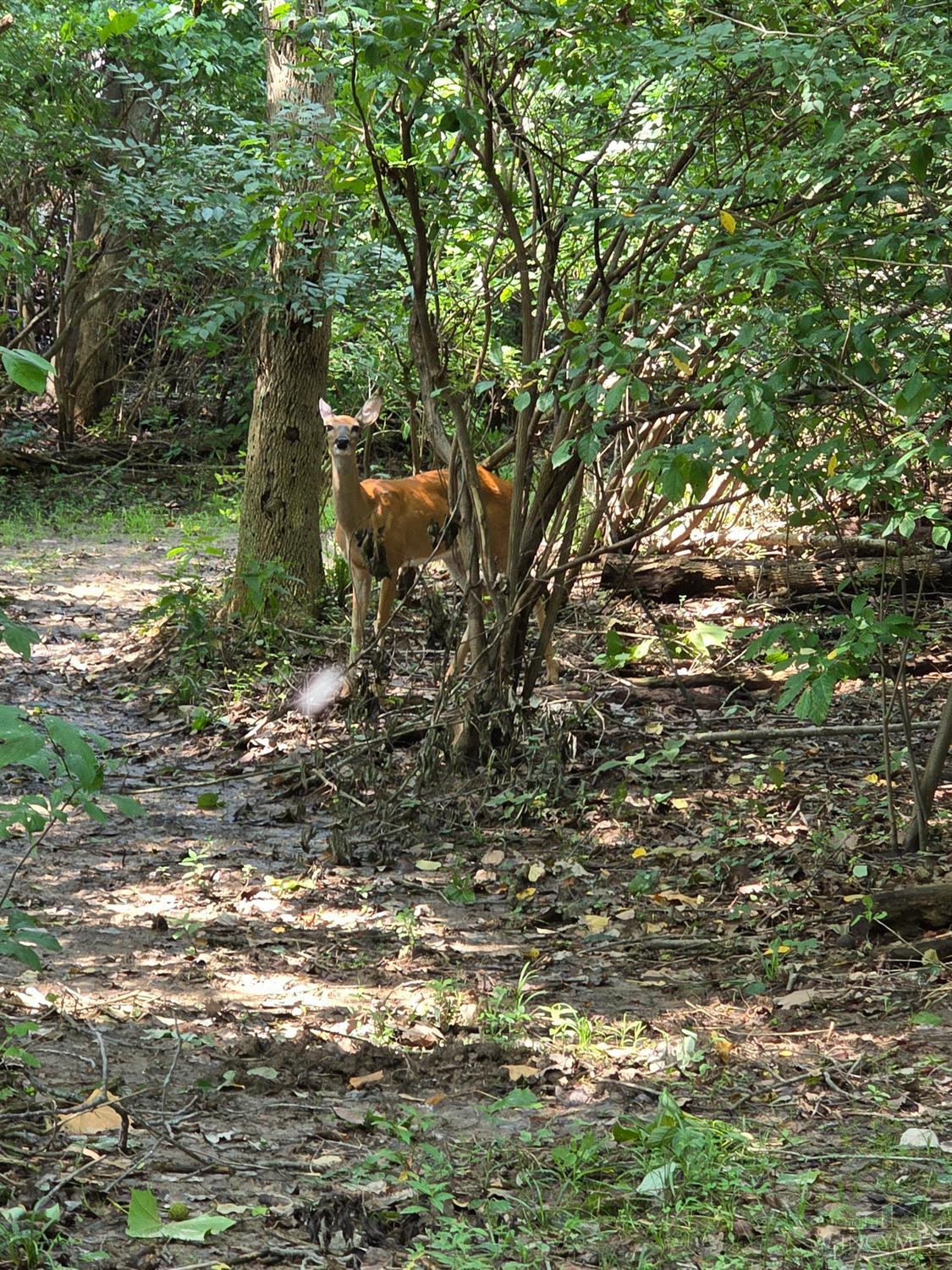 Lot B Fagins Run Road, Pierce Twp, OH, 45157 — photo 22