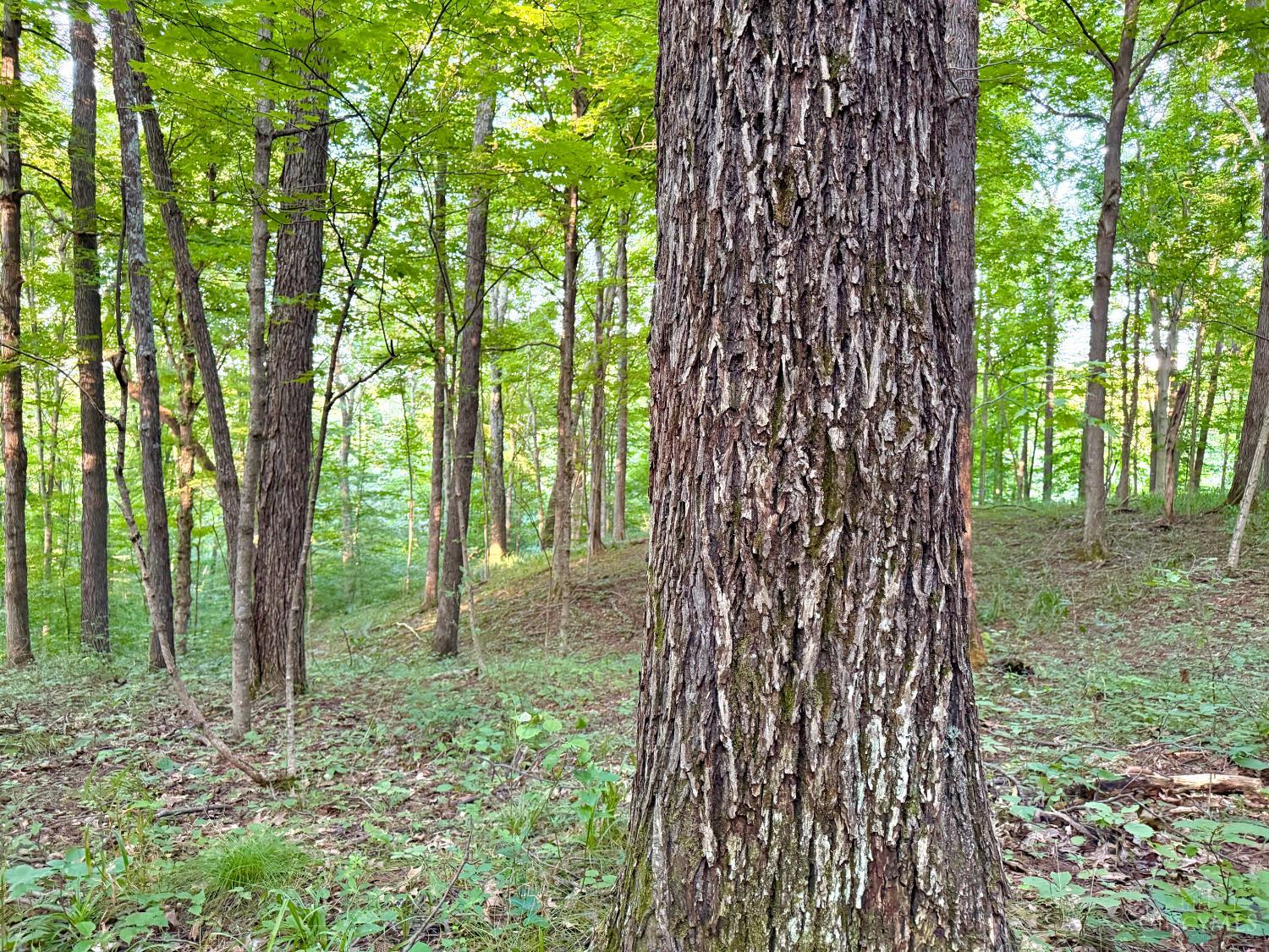 Keesee Road, Morgan Twp, OH, 45686 — photo 46