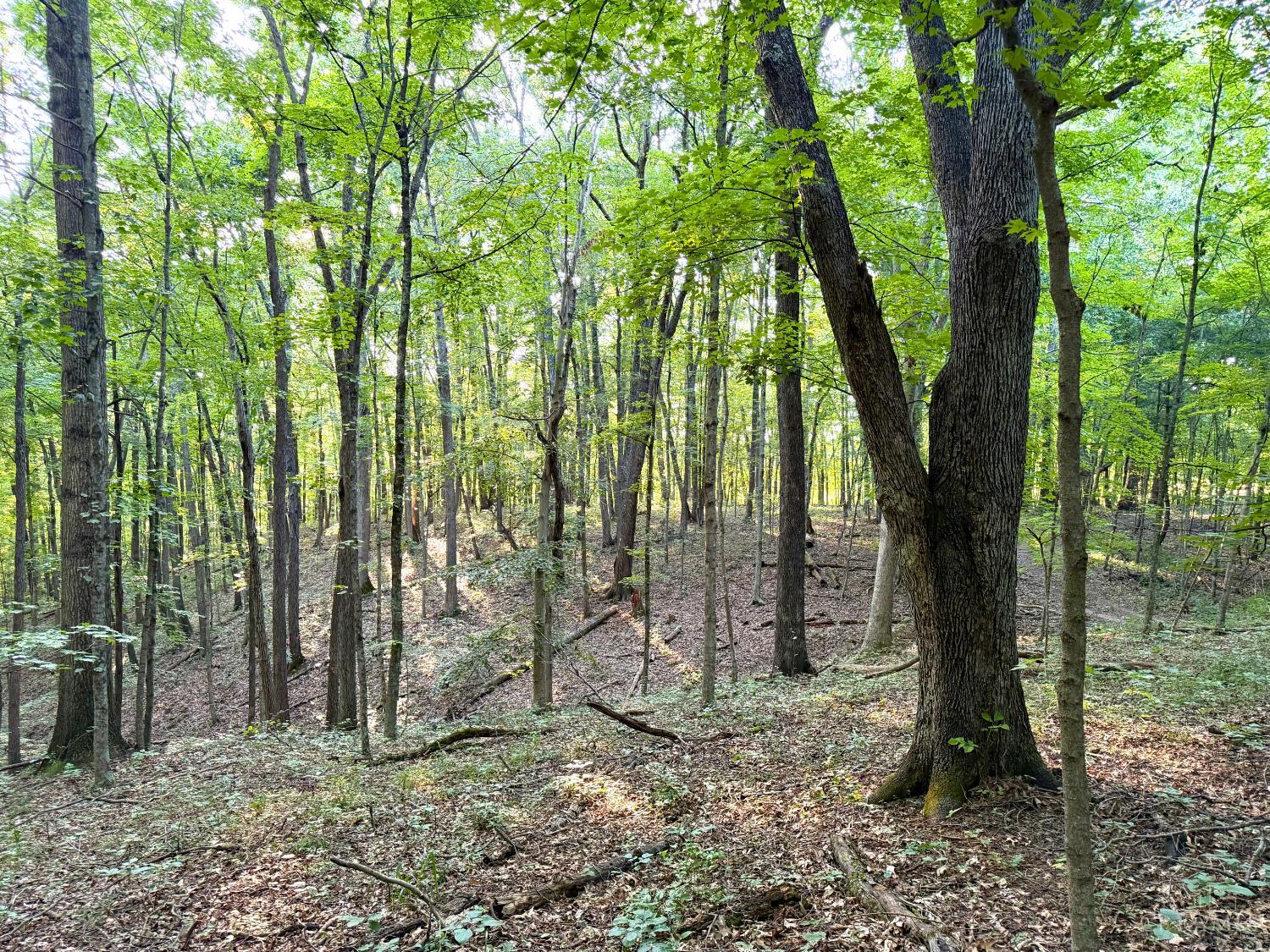 Keesee Road, Morgan Twp, OH, 45686 — photo 61