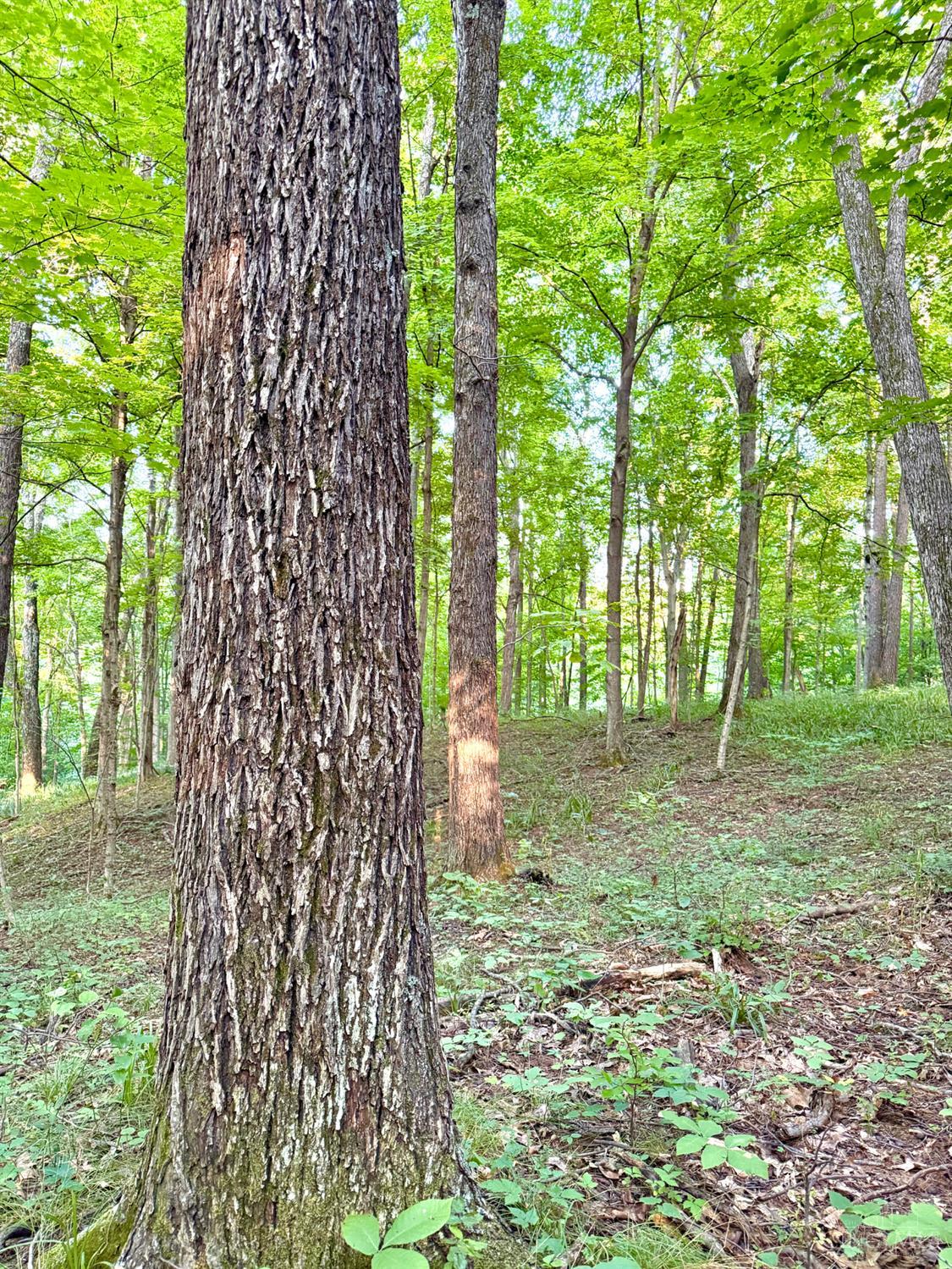 Keesee Road, Morgan Twp, OH, 45686 — photo 58