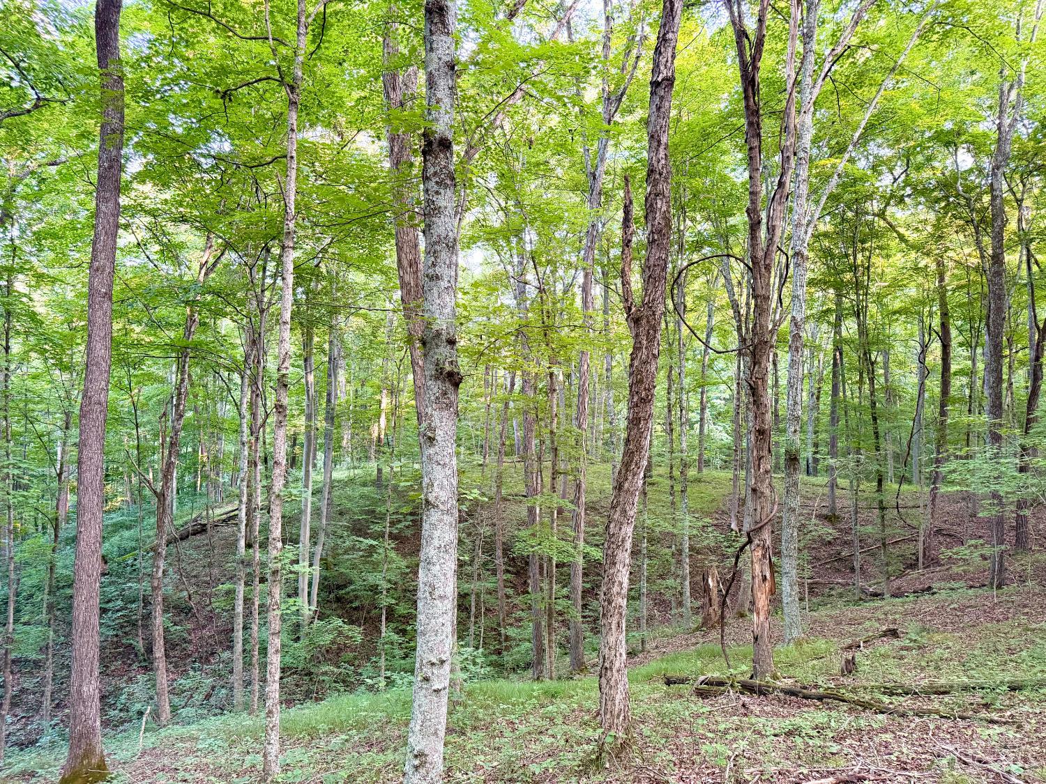 Keesee Road, Morgan Twp, OH, 45686 — photo 6