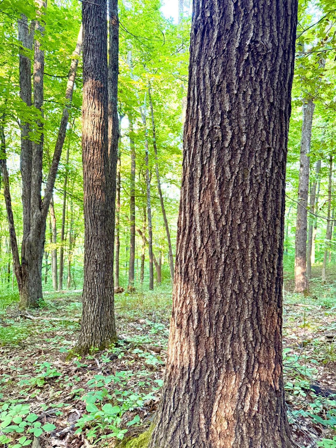 Keesee Road, Morgan Twp, OH, 45686 — photo 57