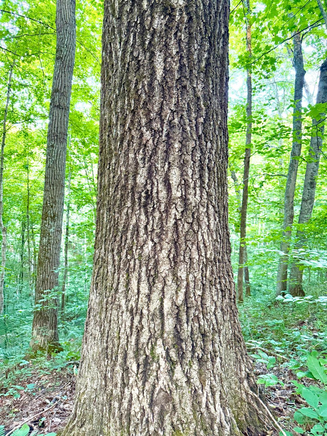 Keesee Road, Morgan Twp, OH, 45686 — photo 54