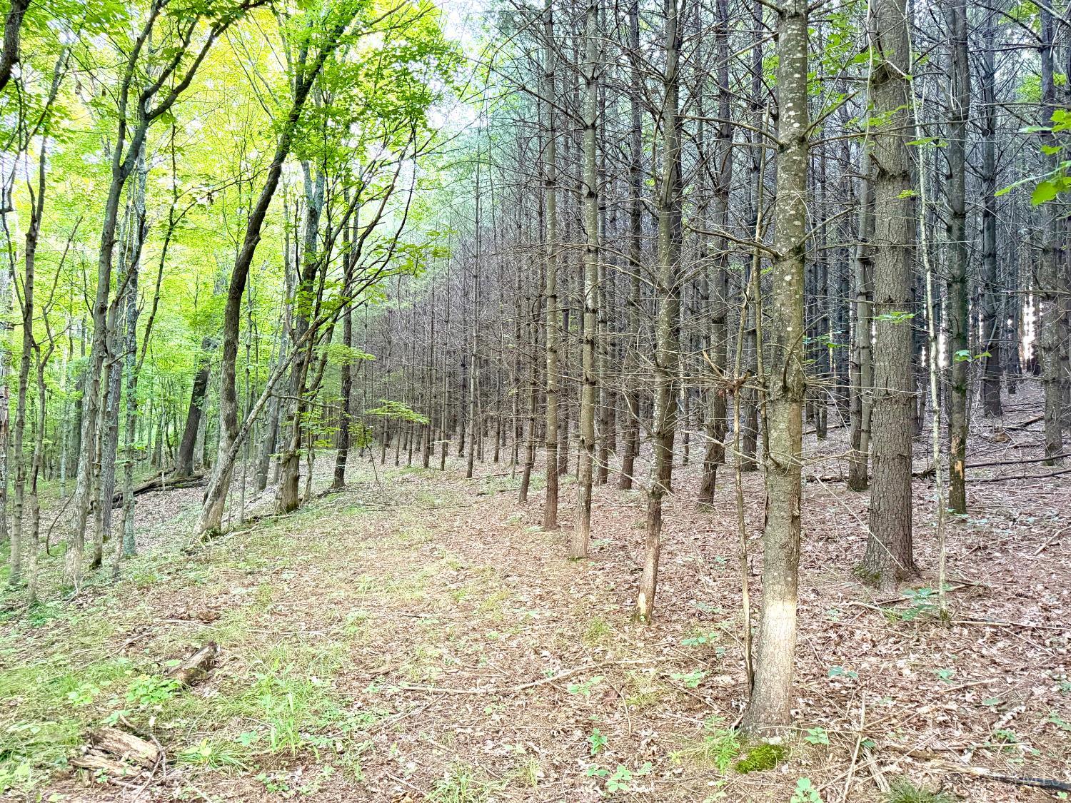Keesee Road, Morgan Twp, OH, 45686 — photo 21