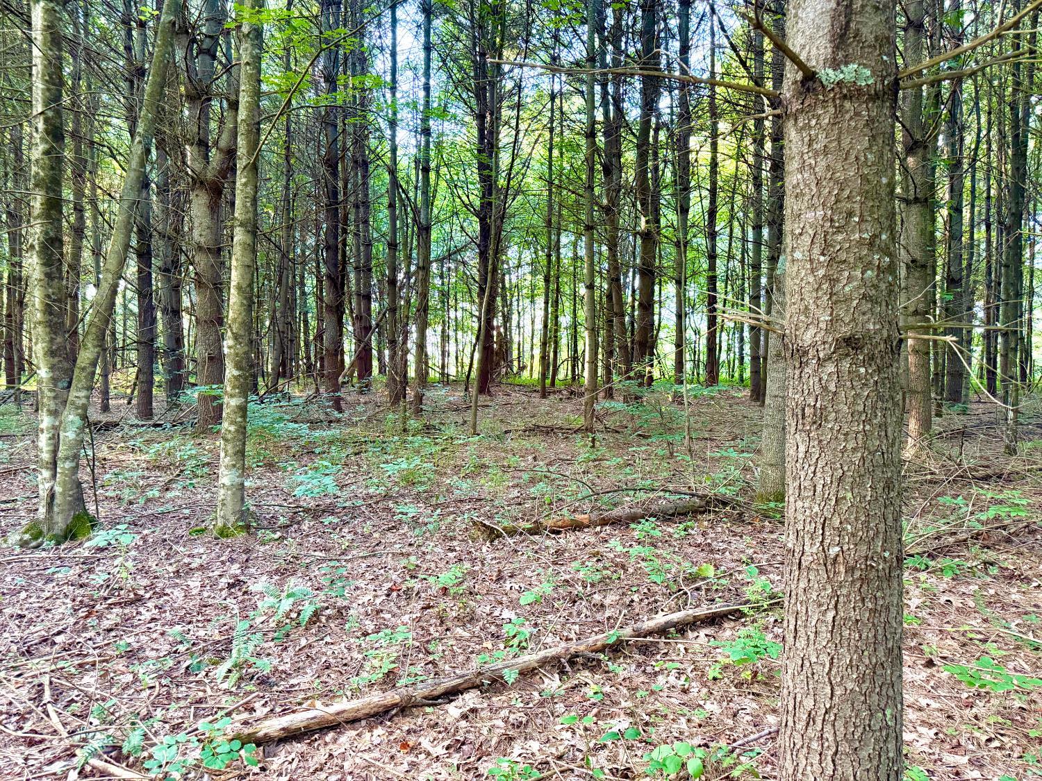 Keesee Road, Morgan Twp, OH, 45686 — photo 51