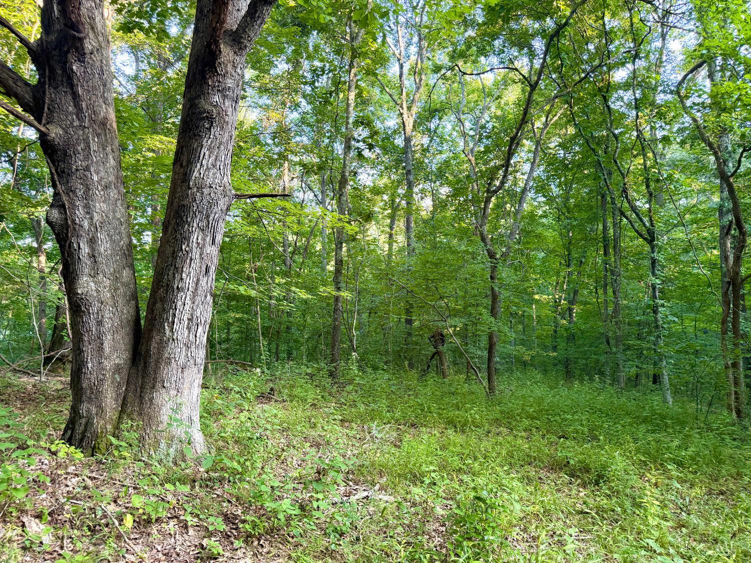 Keesee Road, Morgan Twp, OH, 45686 — photo 41