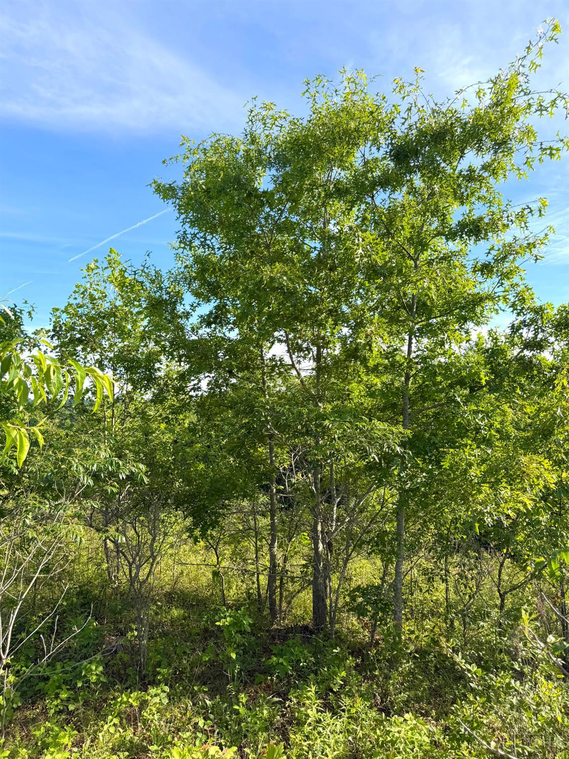 Lick Run Lyra Road, Bloom Twp, OH, 45682 — photo 25