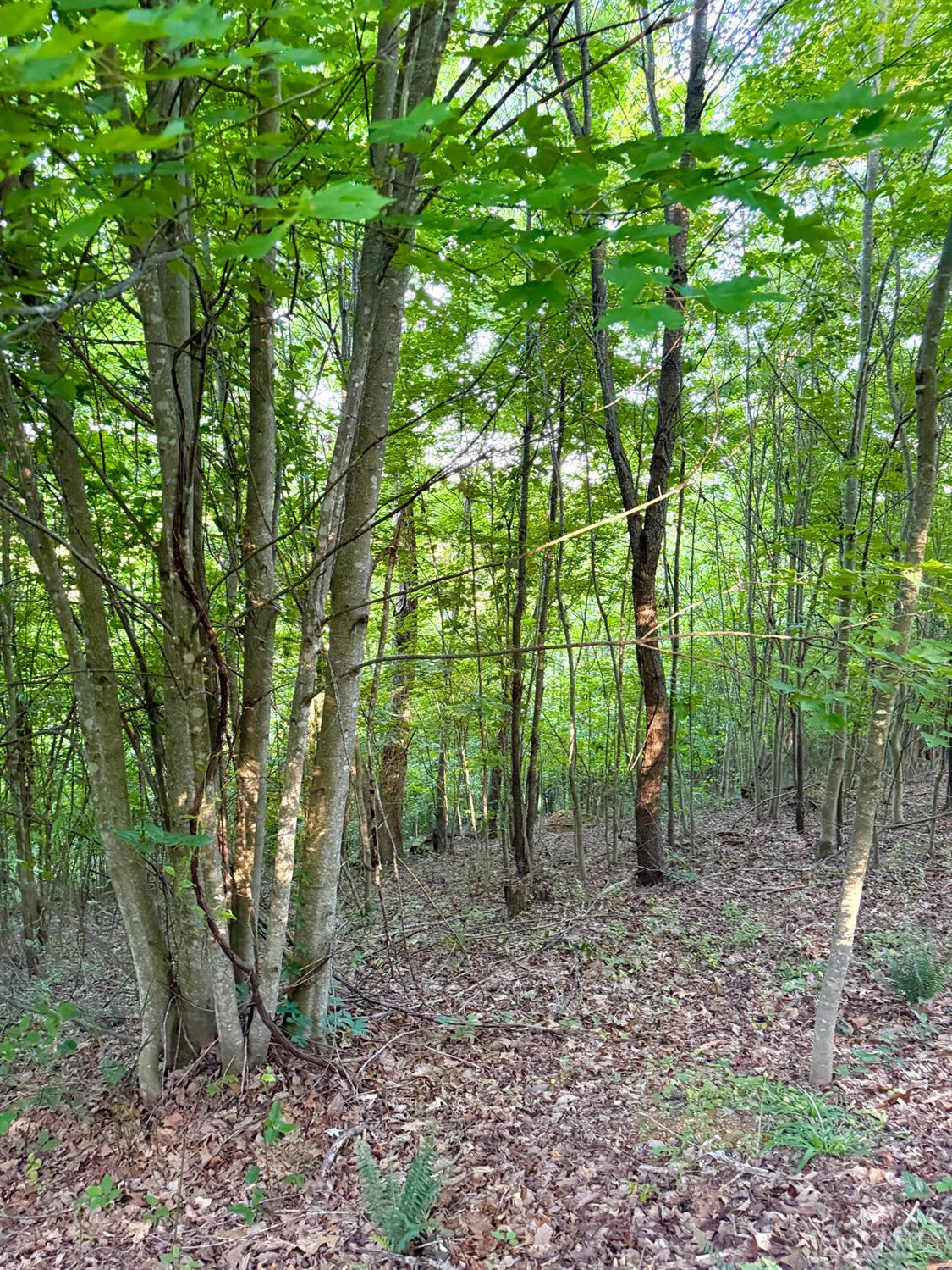 Lick Run Lyra Road, Bloom Twp, OH, 45682 — photo 43