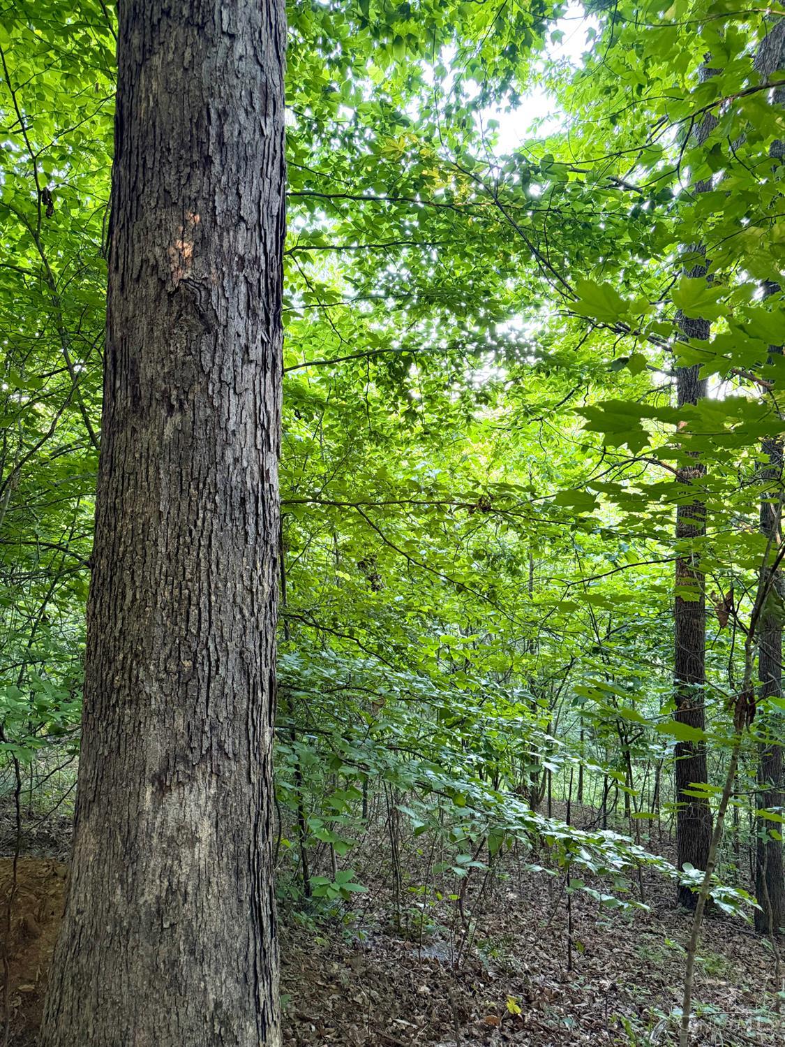 Lick Run Lyra Road, Bloom Twp, OH, 45682 — photo 37