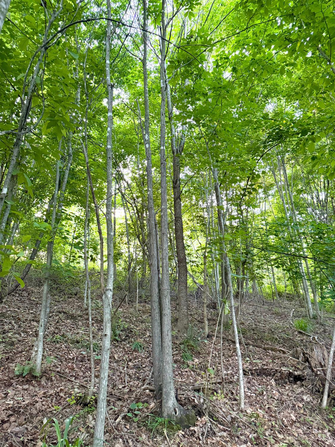 Lick Run Lyra Road, Bloom Twp, OH, 45682 — photo 38