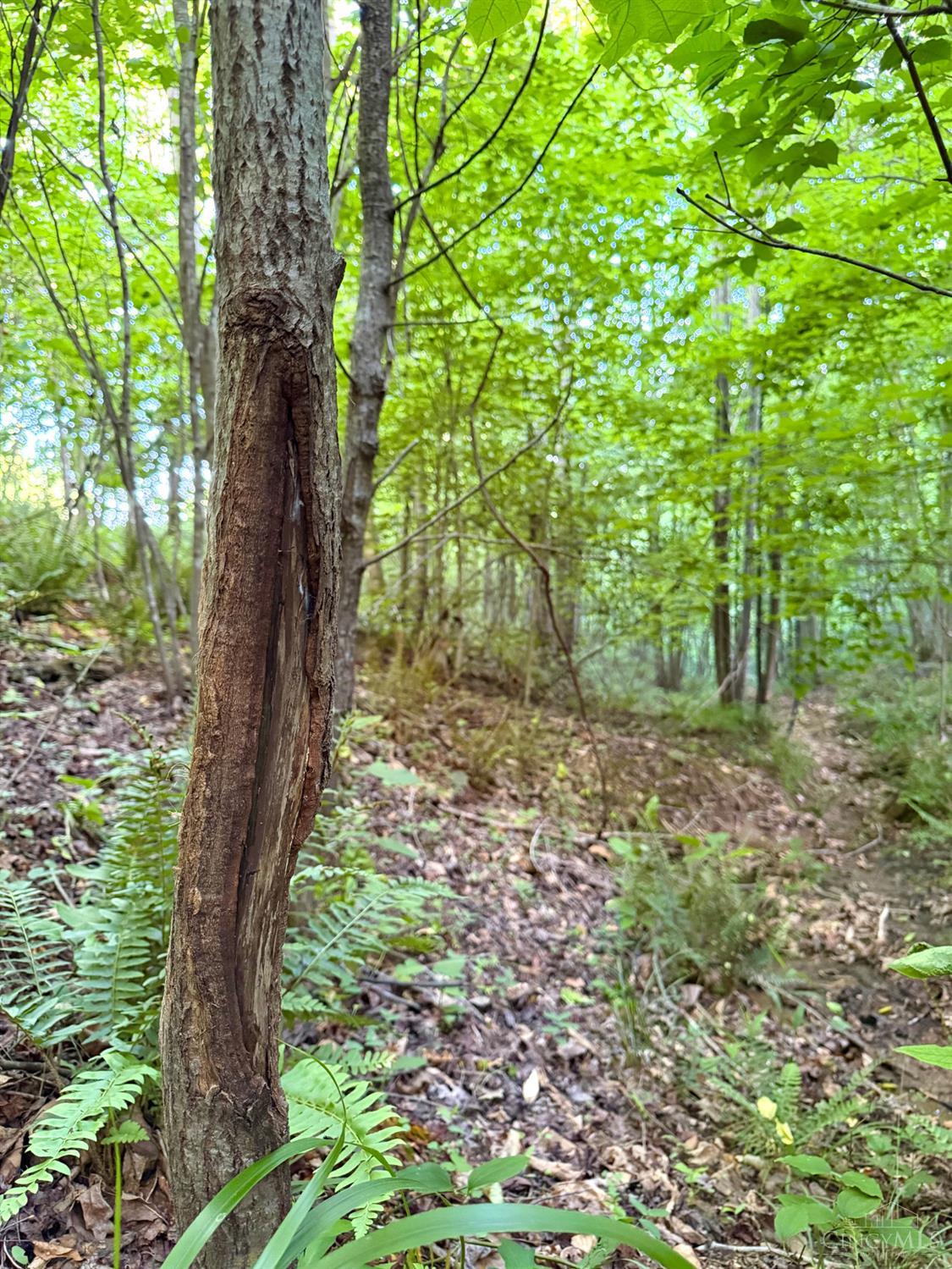 Lick Run Lyra Road, Bloom Twp, OH, 45682 — photo 34