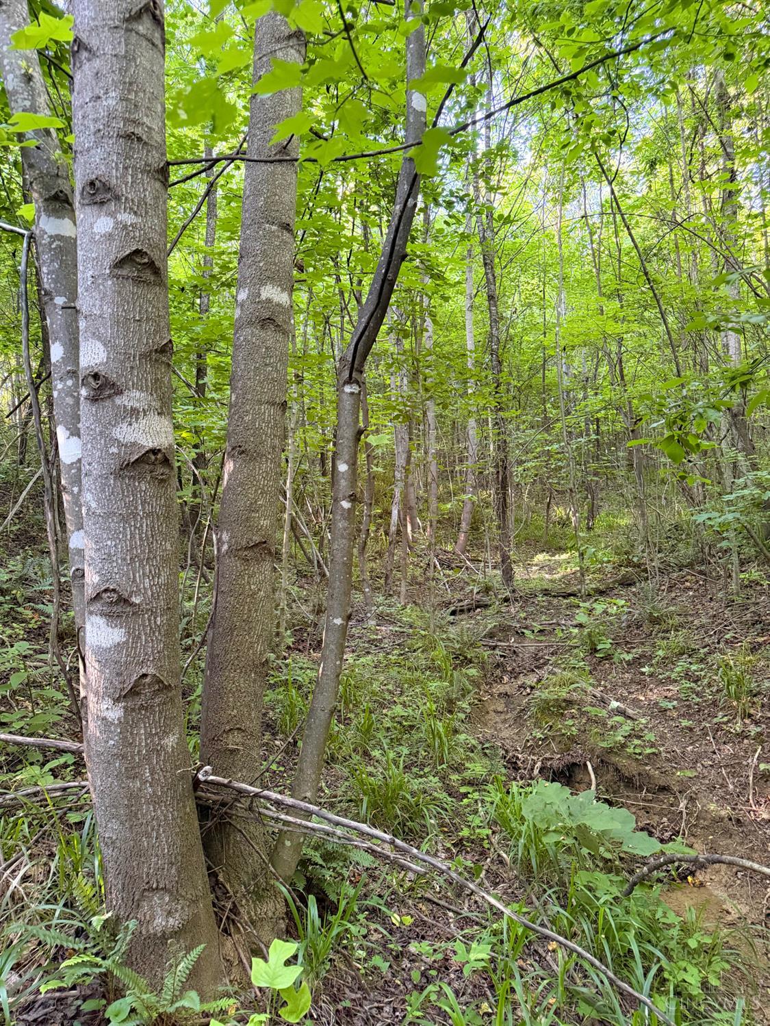 Lick Run Lyra Road, Bloom Twp, OH, 45682 — photo 33