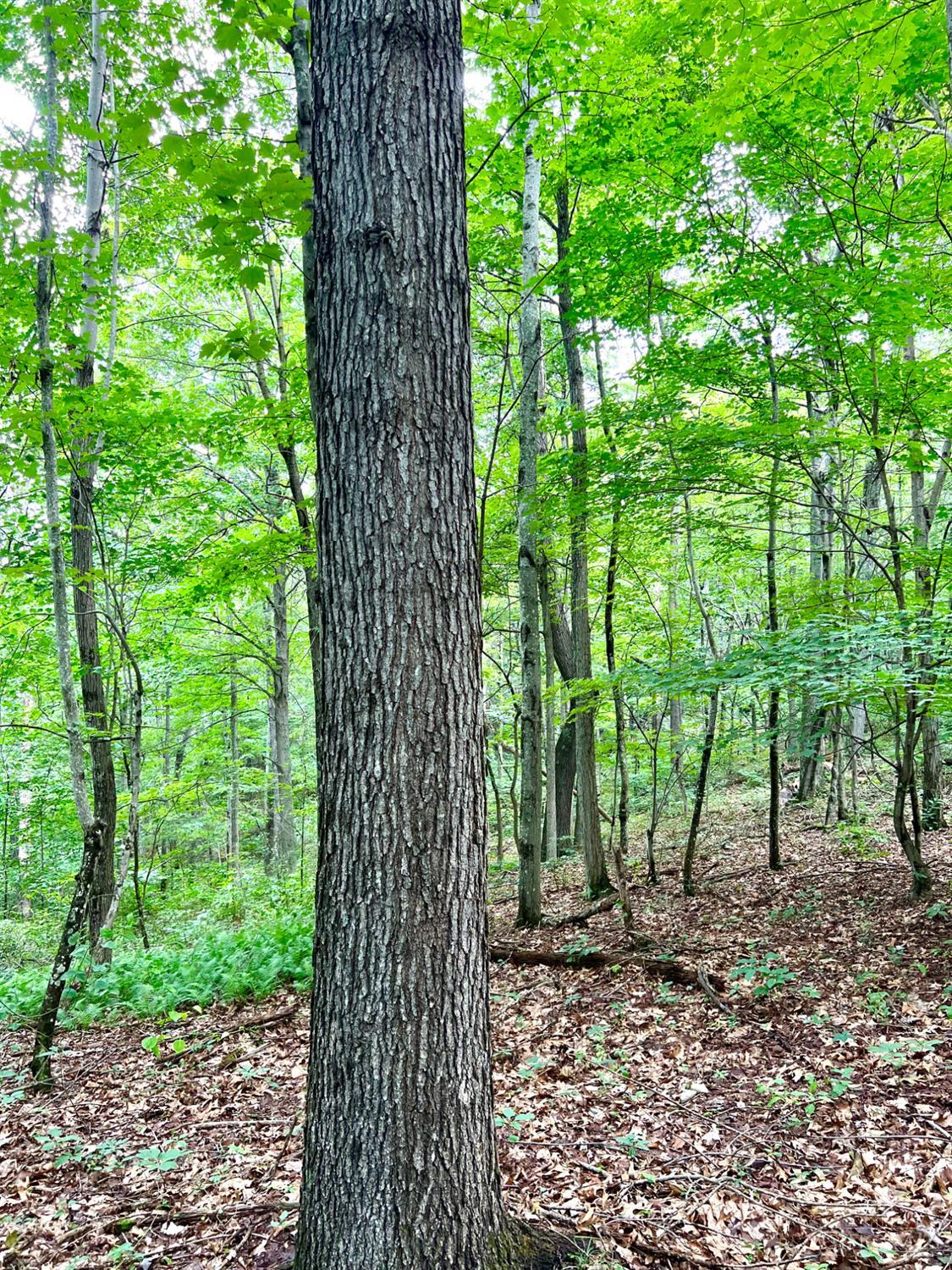 Greenbriar Road, Harrison Twp, OH, 45662 — photo 95