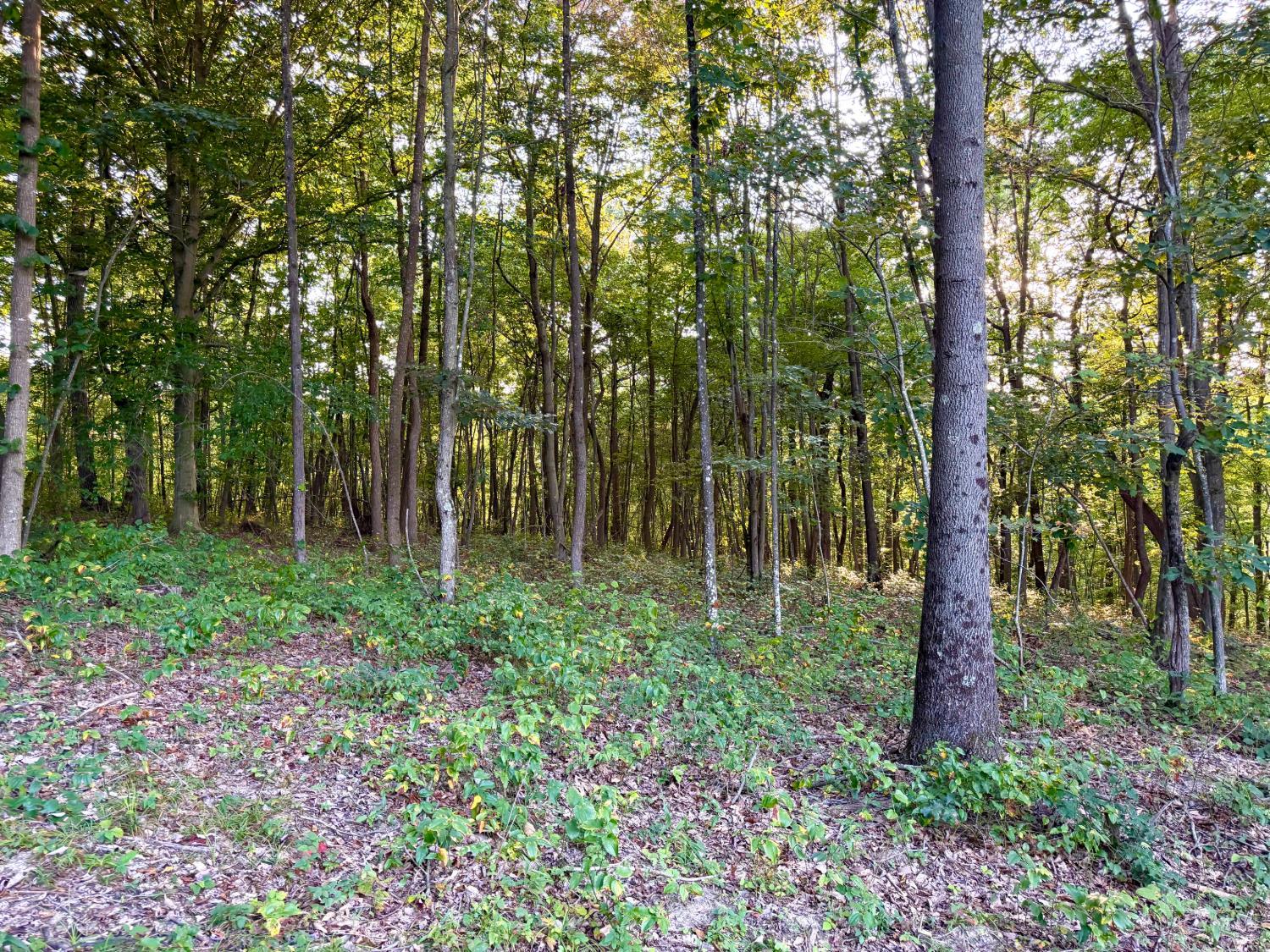 Greenbriar Road, Harrison Twp, OH, 45662 — photo 51