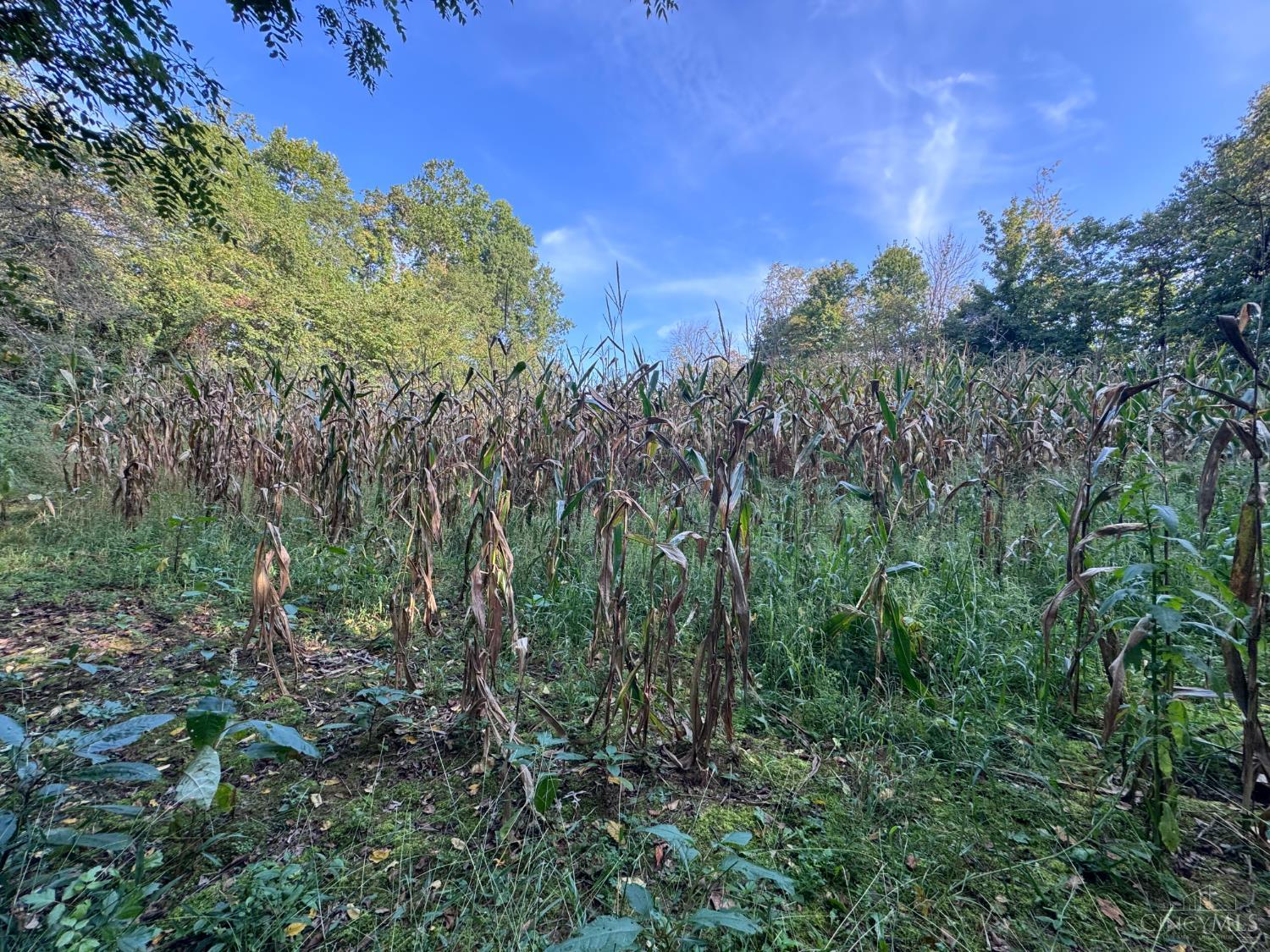 Swope Road, Tate Twp, OH, 45106 — photo 10