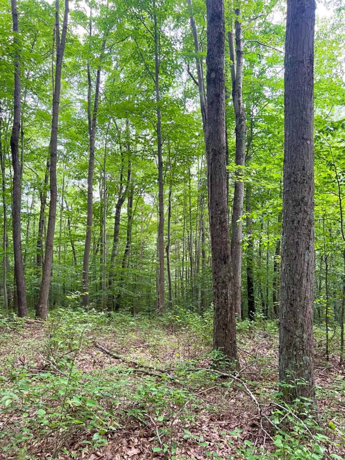 514 Dog Hollow Road, Otway, OH, 45657 — photo 83