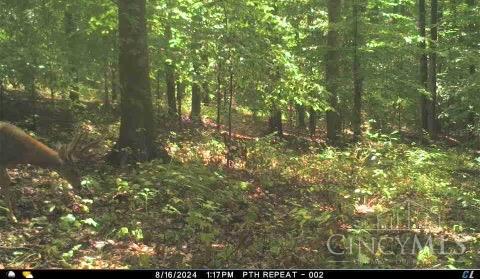 514 Dog Hollow Road, Otway, OH, 45657 — photo 30