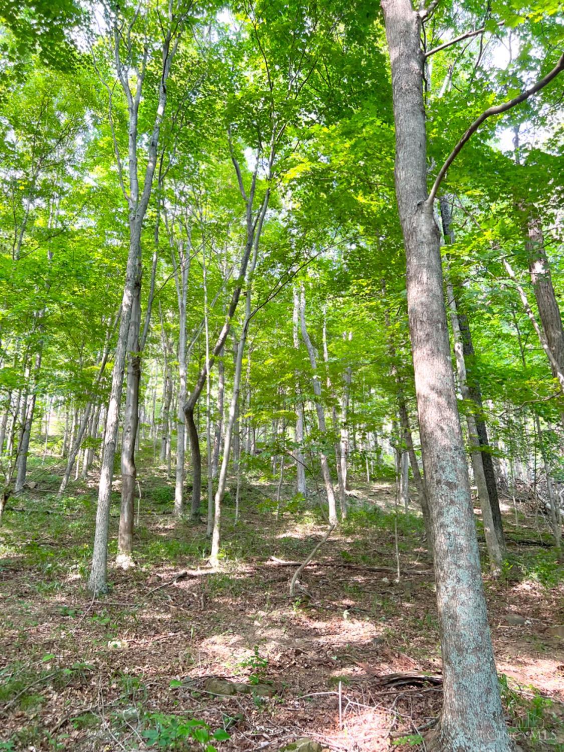 514 Dog Hollow Road, Otway, OH, 45657 — photo 79