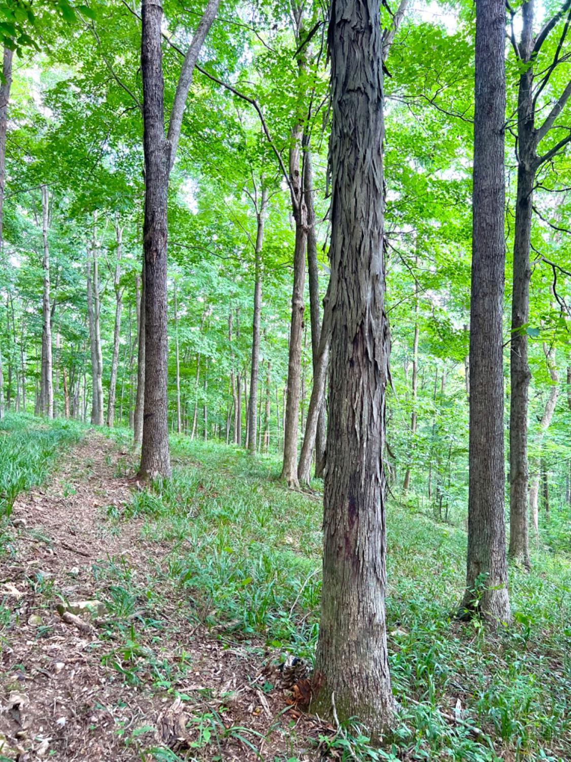 514 Dog Hollow Road, Otway, OH, 45657 — photo 33