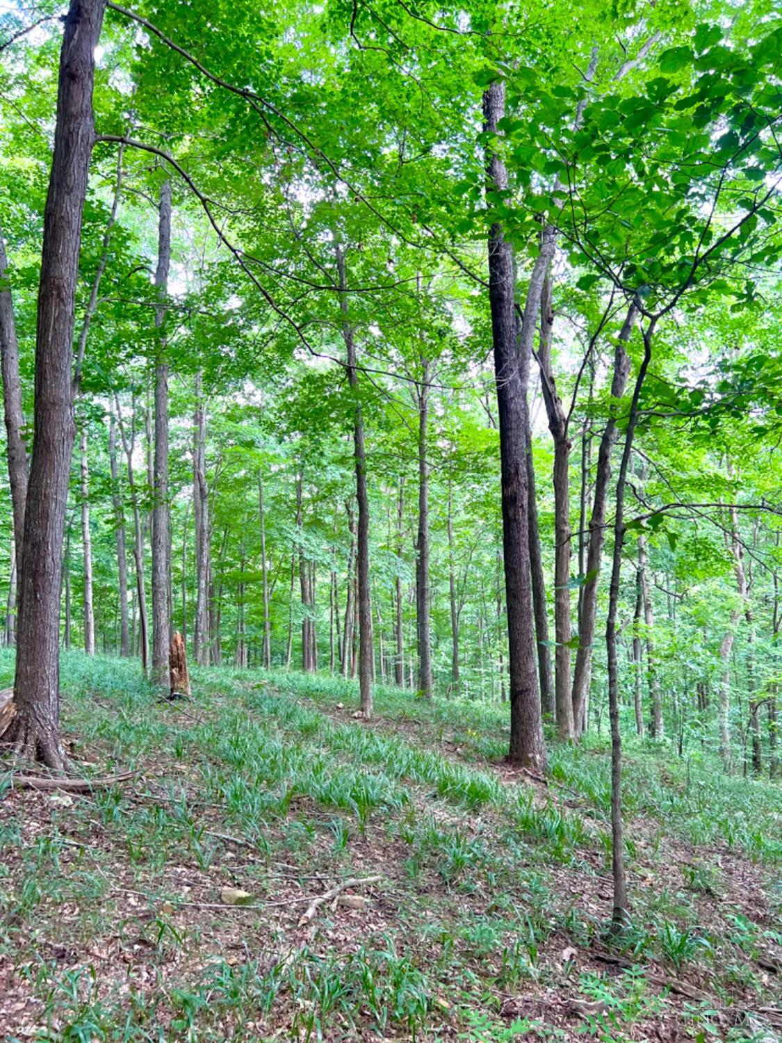 514 Dog Hollow Road, Otway, OH, 45657 — photo 32