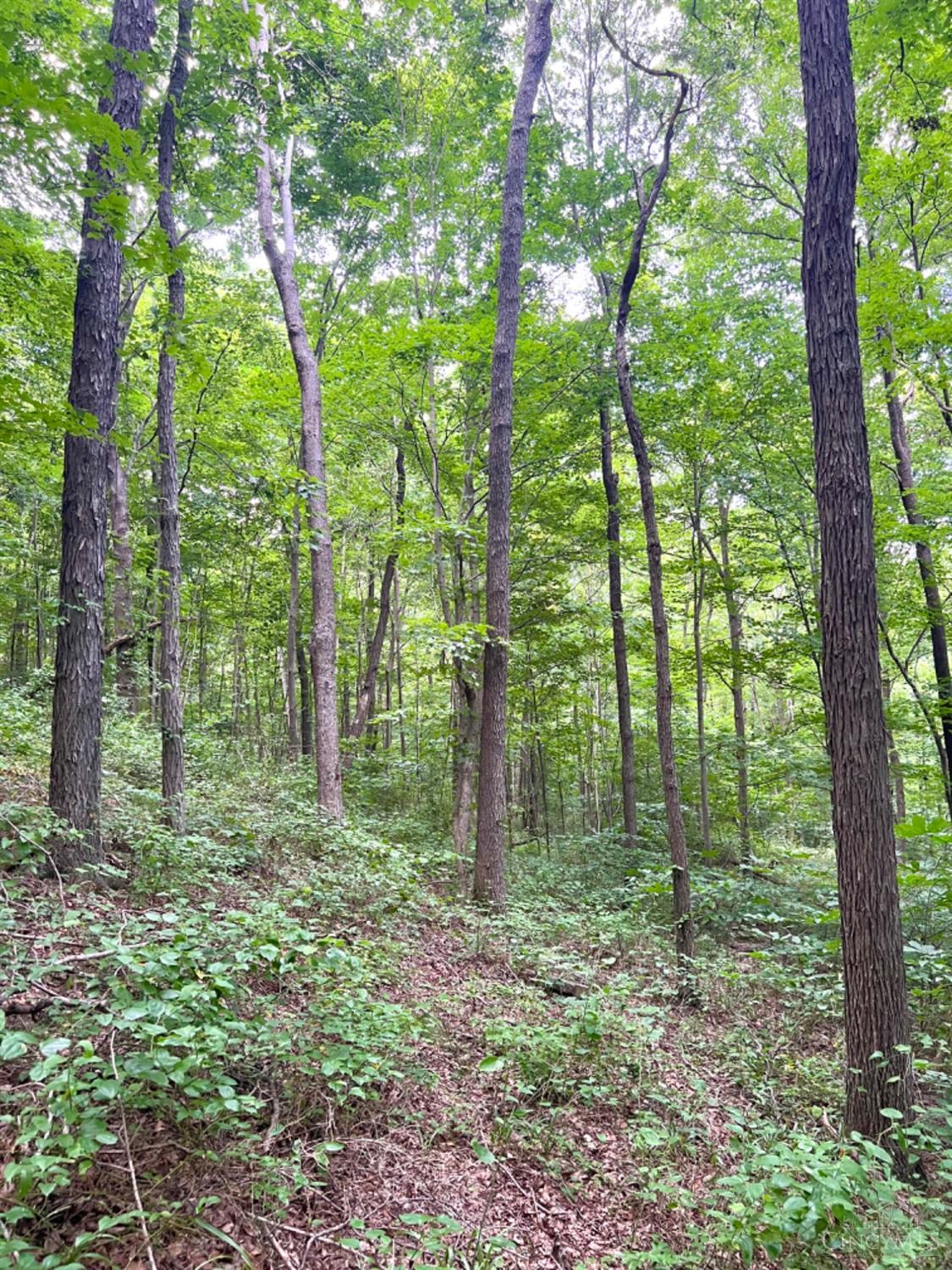 514 Dog Hollow Road, Otway, OH, 45657 — photo 84