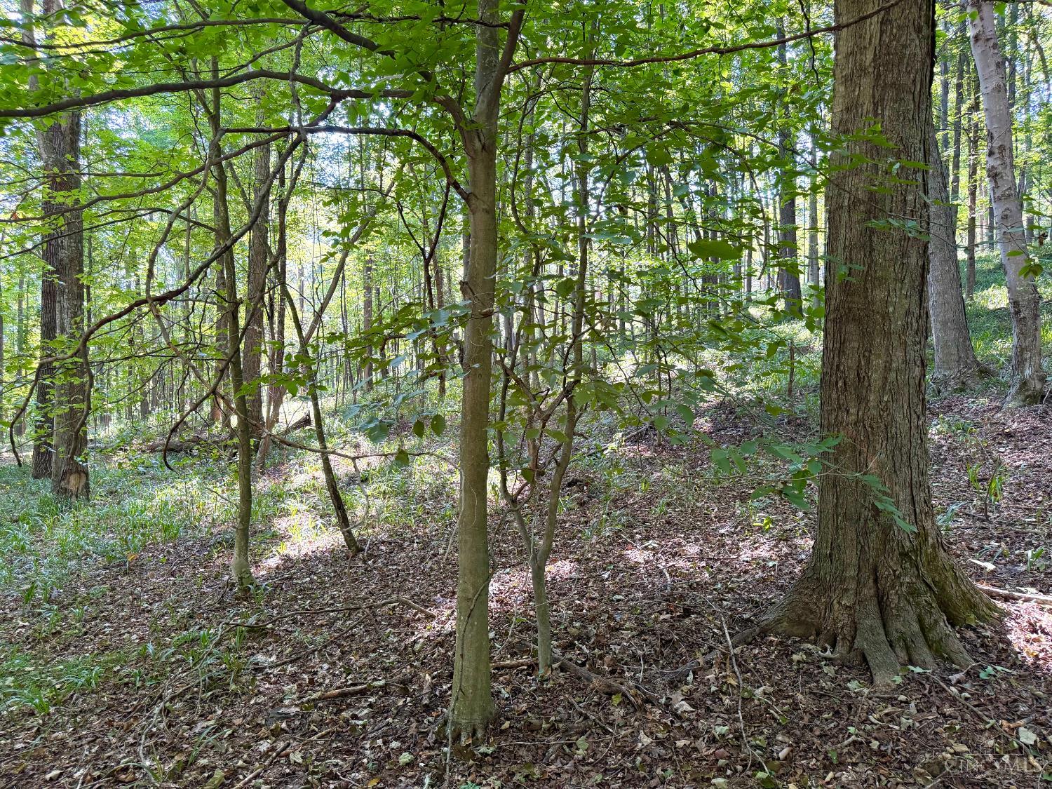 514 Dog Hollow Road, Otway, OH, 45657 — photo 6